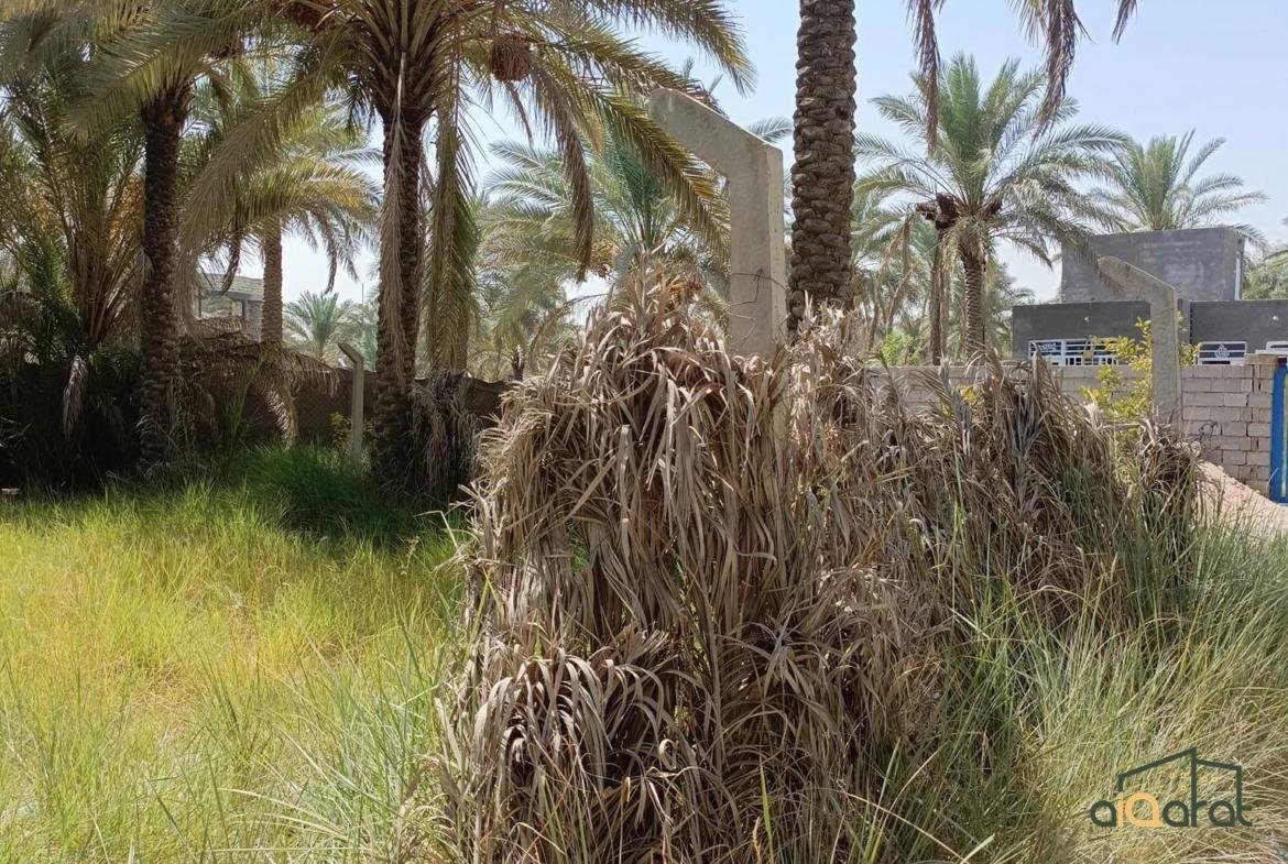 ذ٢