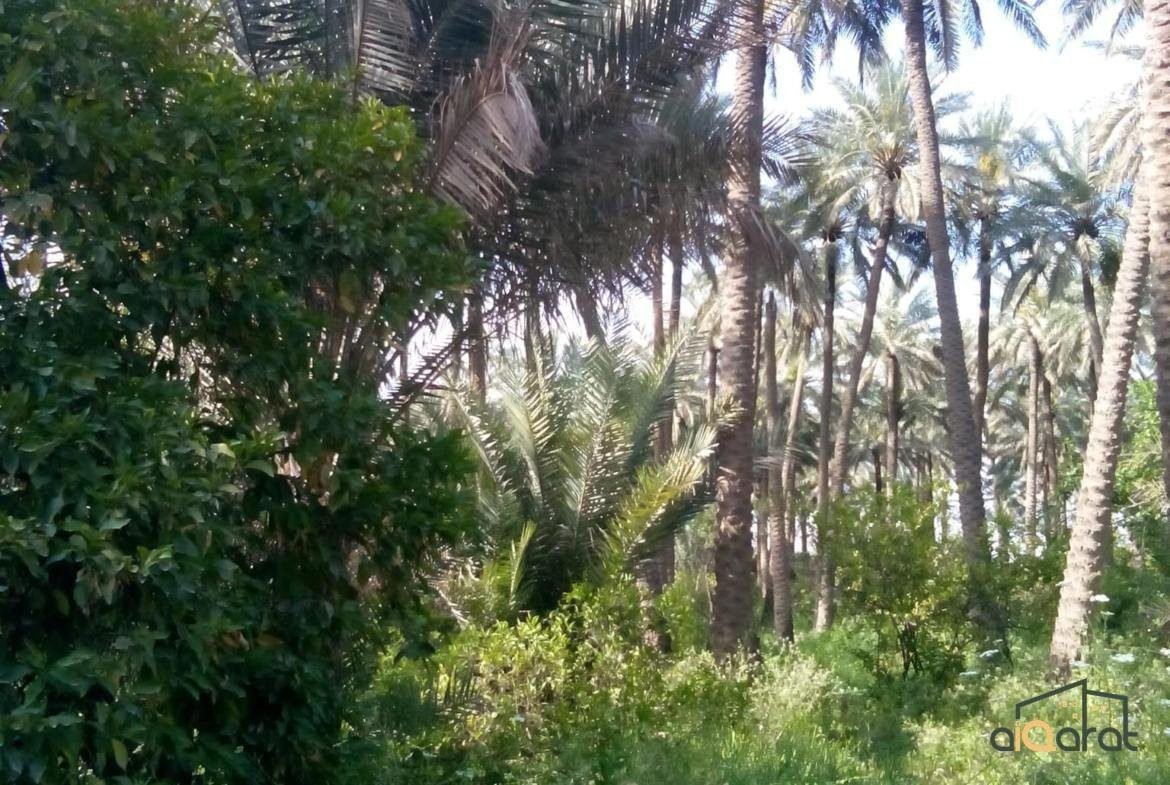 أرض زراعي للبيع او الاستثمار طابو زراعي مجنبه٬ سند ٢٥ في قضاء غماس٬ بالقرب من محافظة القادسية (٢٠٠ دونم)٬ السعر للدونم ٨ مليون دينار