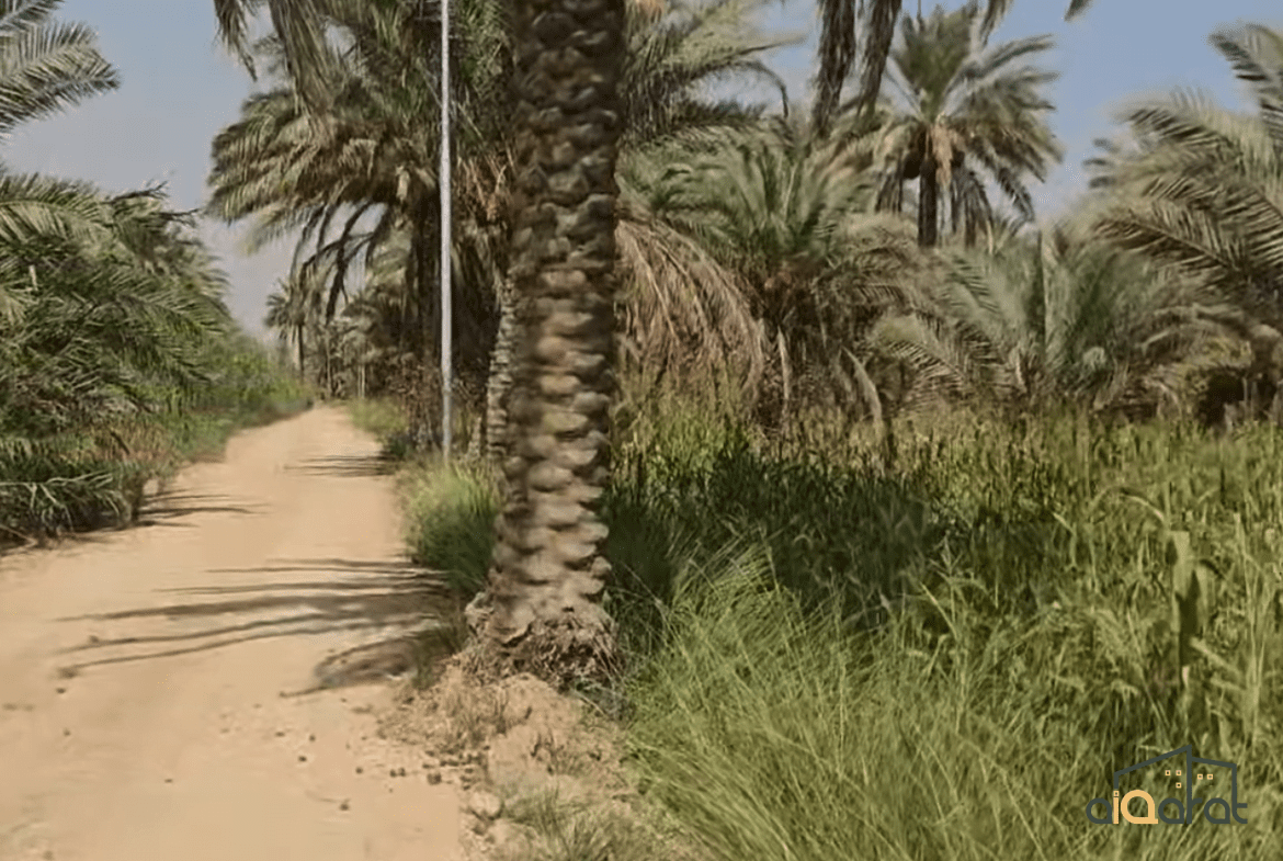 بستان للبيع في محافظة كربلاء (المساحة ١٠ دونم) السعر المطلوب للدونم ١٣٥ مليون عراقي