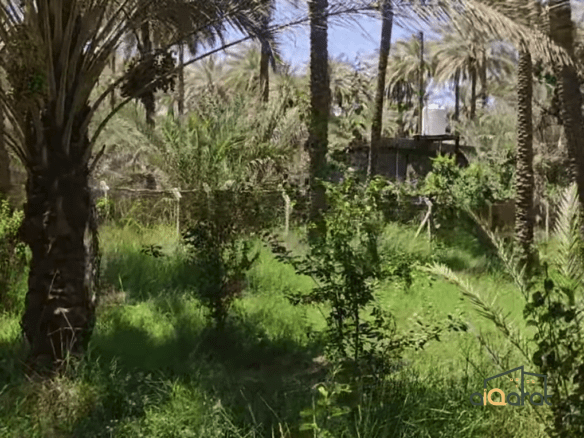 بستان للبيع في محافظة كربلاء٬الحسينية (المساحة ١،٧٥٠ دونم) السعر ٢١٠ مليون عراقي 5 Screen Shot 2023 10 03 at 10.25.32 PM