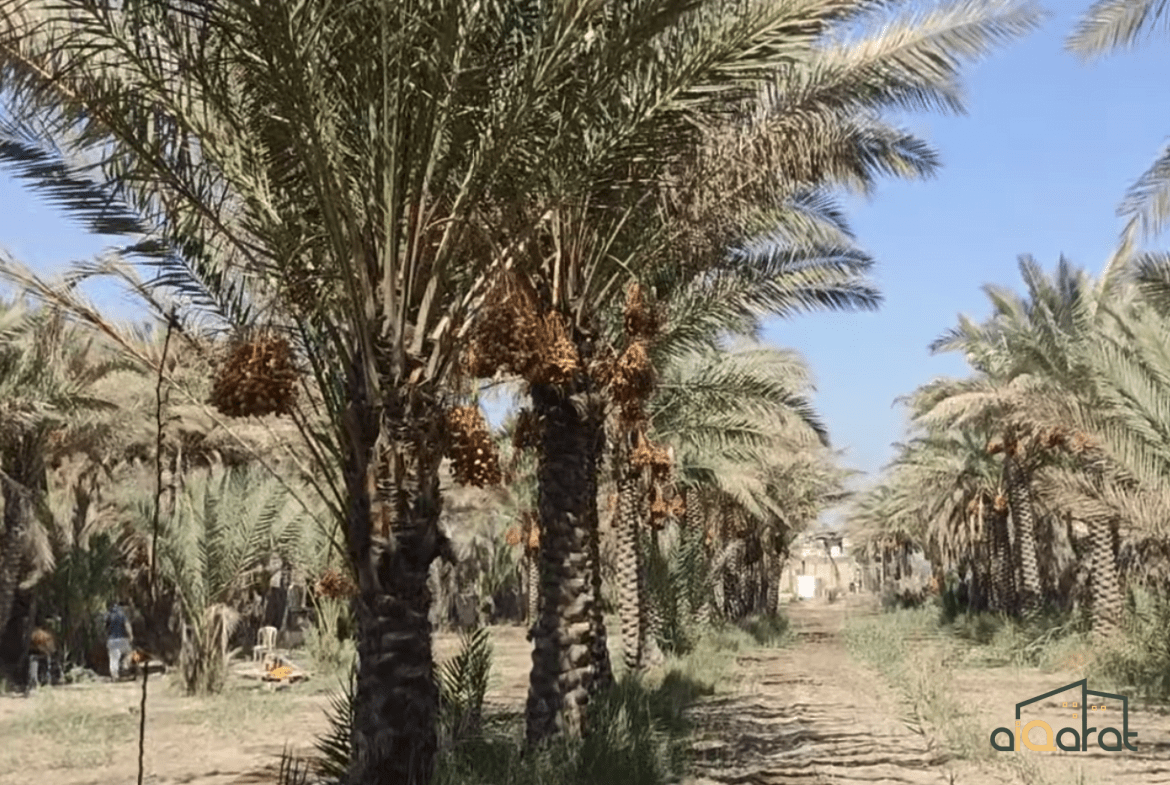 بستان مع بيت للبيع في محافظة كربلاء٬ طابو سند مستقل (المساحة ٢ و نص دونم) السعر ٦٥٠ مليون عراقي