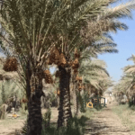 بستان مع بيت للبيع في محافظة كربلاء٬ طابو سند مستقل (المساحة ٢ و نص دونم) السعر ٦٥٠ مليون عراقي 7 Screen Shot 2023 10 03 at 10.53.04 PM