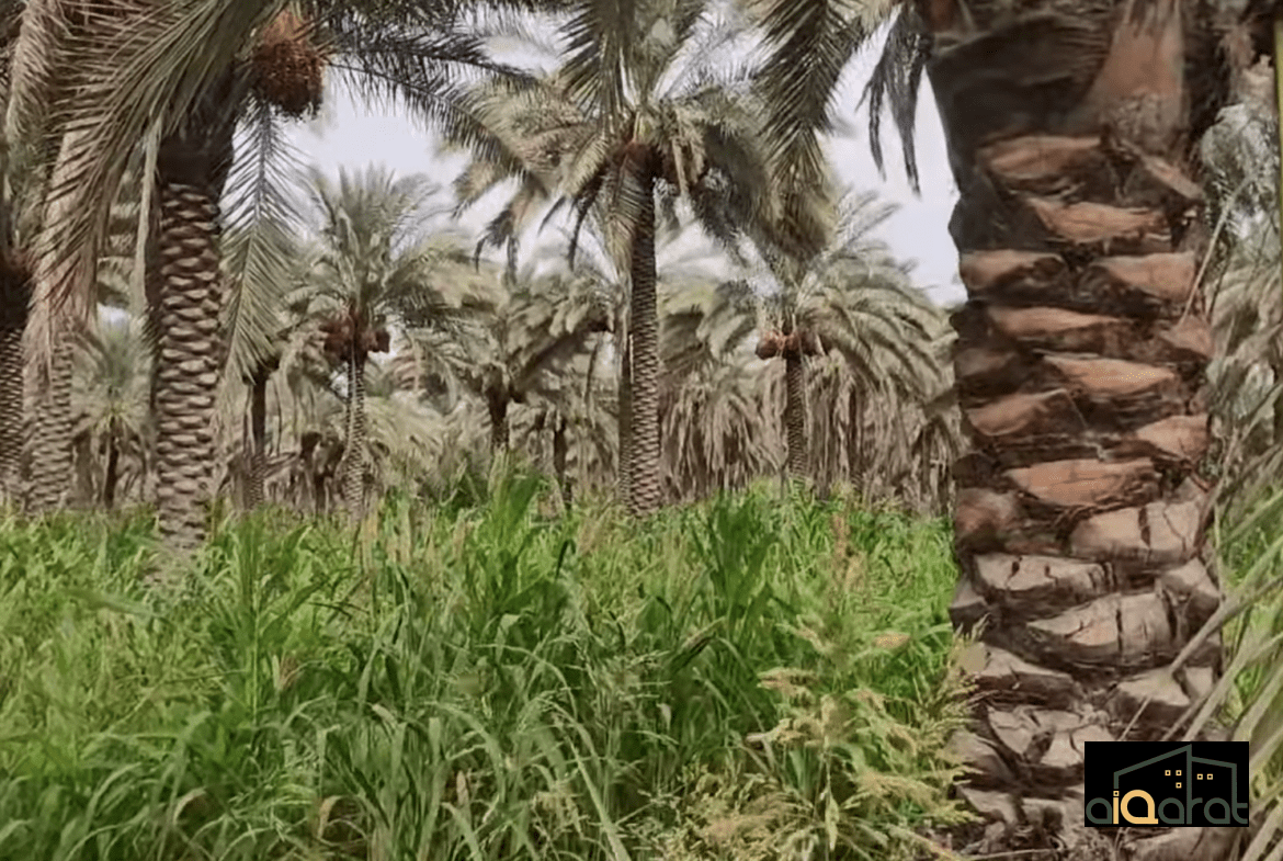 بستان للبيع في محافظة كربلاء٬ ناحية عون (٢دونم) السعر ٤٠٠ مليون دينار