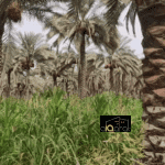 بستان للبيع في محافظة كربلاء٬ ناحية عون (٢دونم) السعر ٤٠٠ مليون دينار 4 Screen Shot 2023 10 10 at 12.29.38 AM