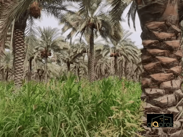بستان للبيع في محافظة كربلاء٬ ناحية عون (٢دونم) السعر ٤٠٠ مليون دينار 5 Screen Shot 2023 10 10 at 12.29.38 AM