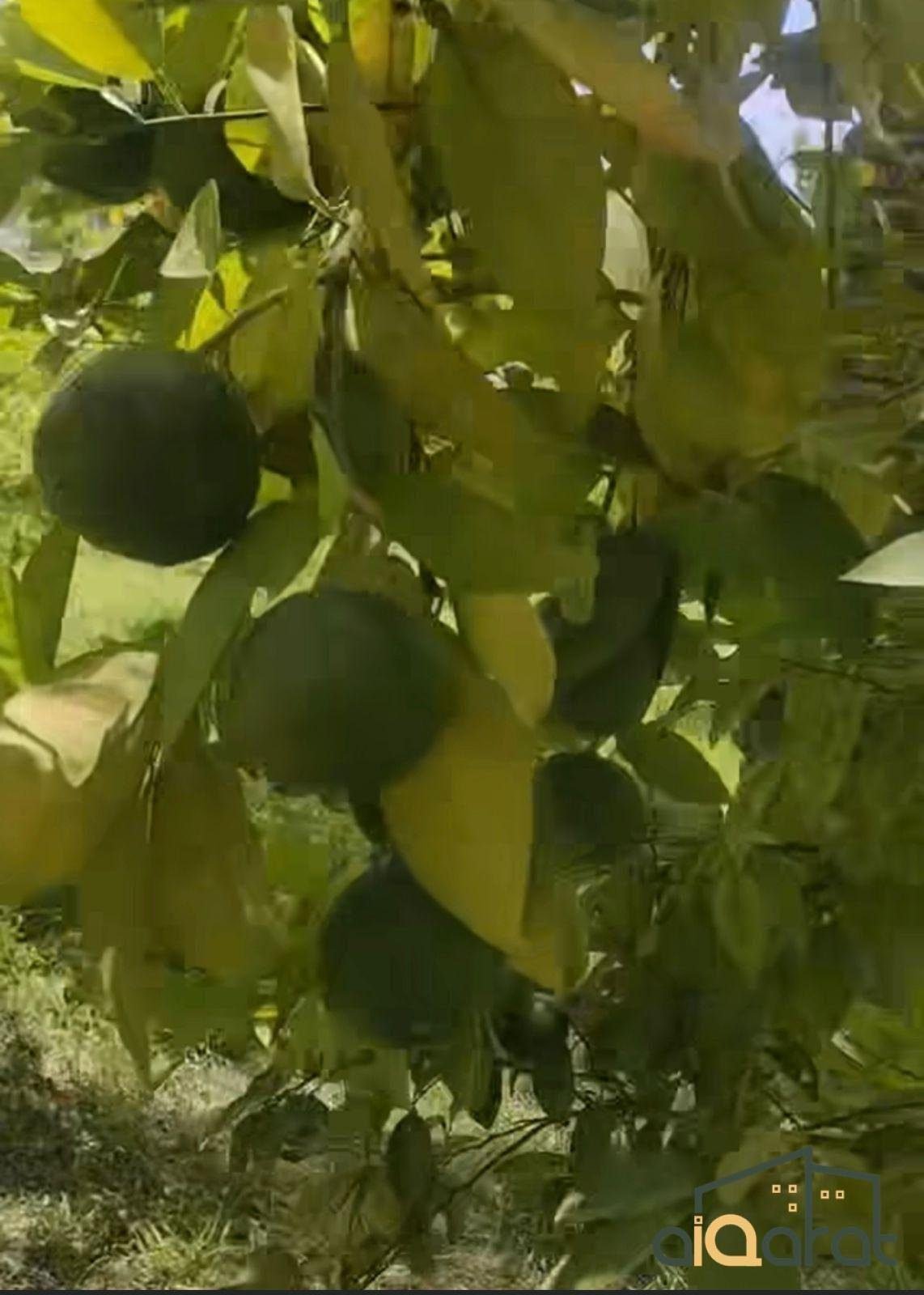 WhatsApp Image 2023-10-03 at 1.04.04 AM