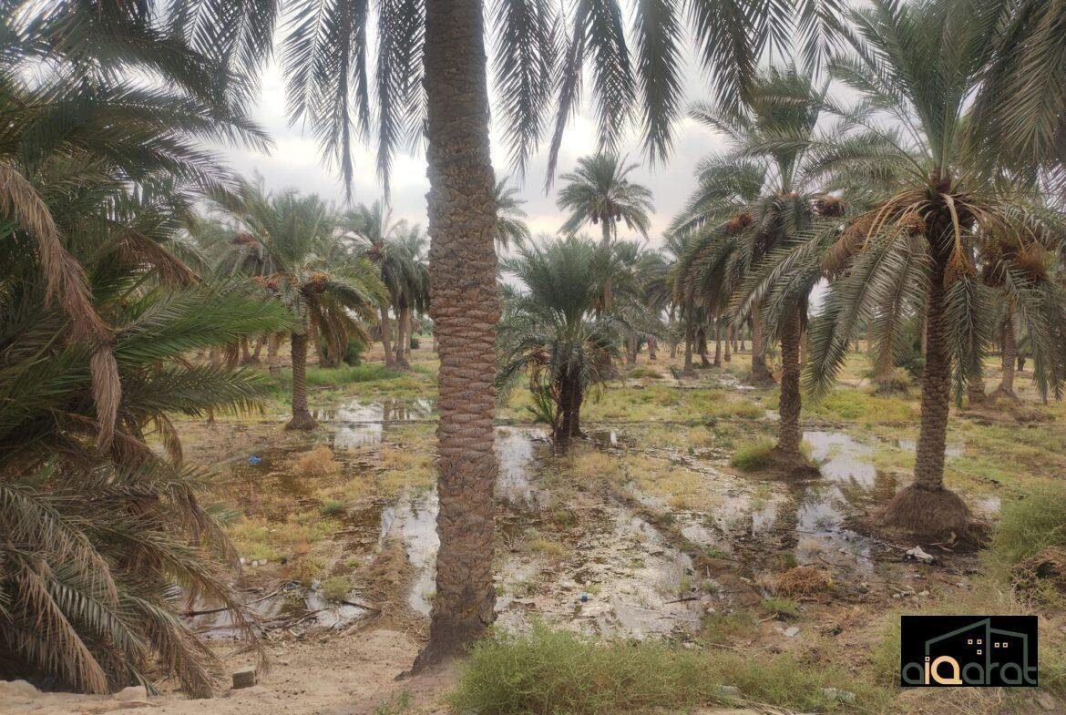 بستان للبيع في محافظة النجف٬ قضاء المناذرة (٢دونم) السعر ٢٥٠ مليون دينار