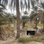 بستان للبيع في محافظة النجف٬ قضاء المناذرة (٢دونم) السعر ٢٥٠ مليون دينار 7 غ٣