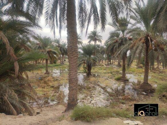 بستان للبيع في محافظة النجف٬ قضاء المناذرة (٢دونم) السعر ٢٥٠ مليون دينار 5 غ٣