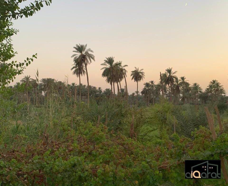 ك٢