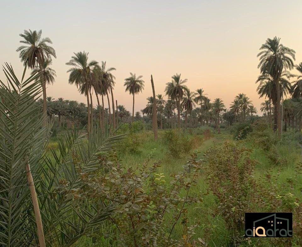 ك٤