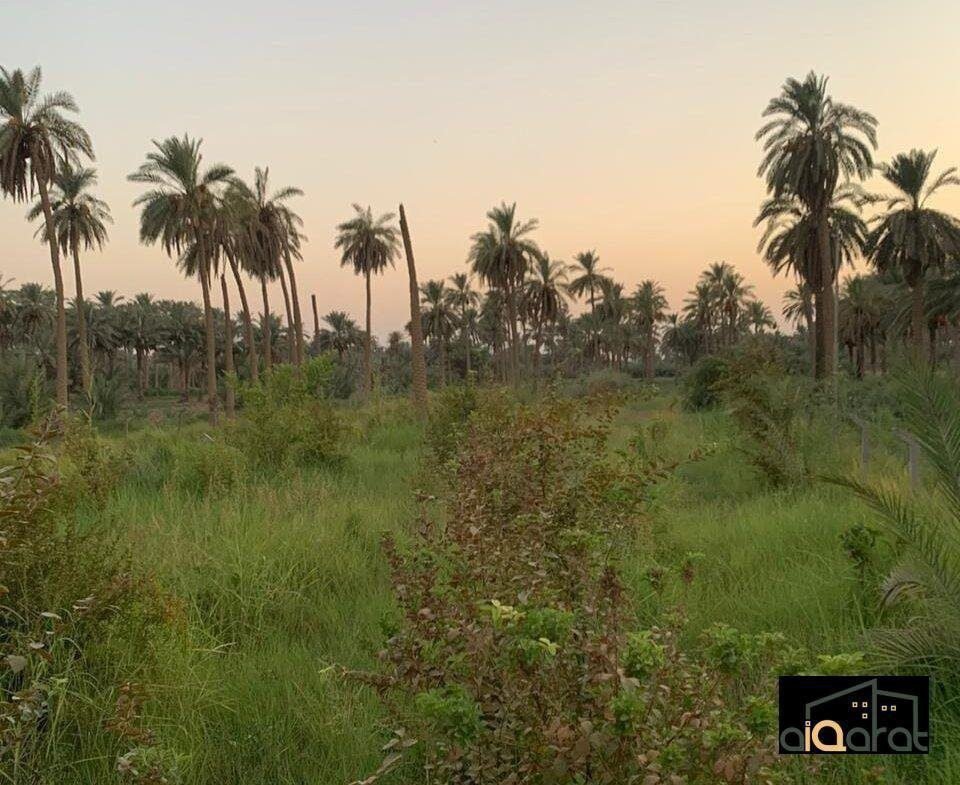 ك٦