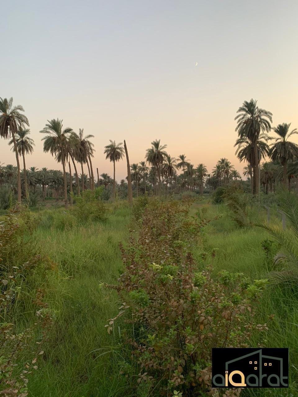 ك٦
