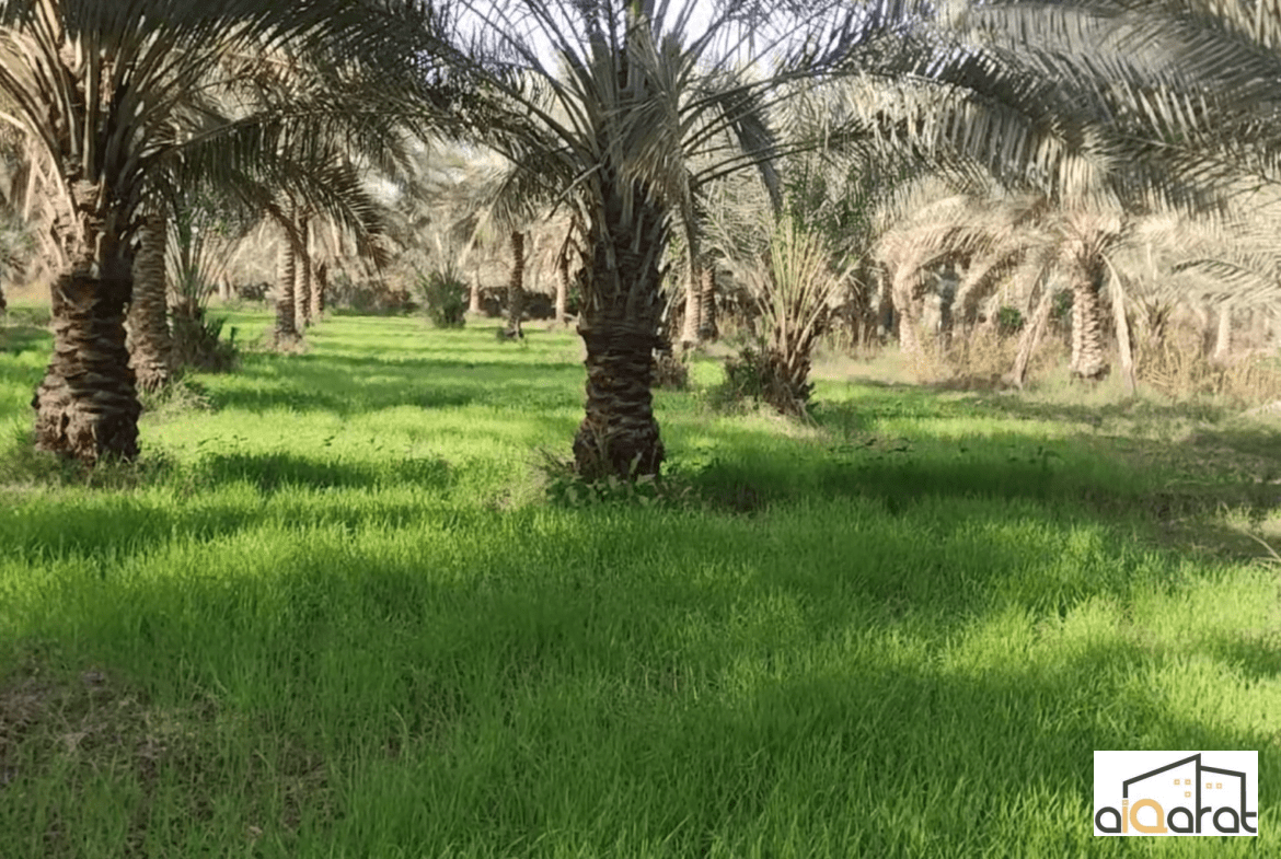 بستان للبيع في كربلاء٬الحسينية (٤دونم) السعر ٤٠٠مليون دينار