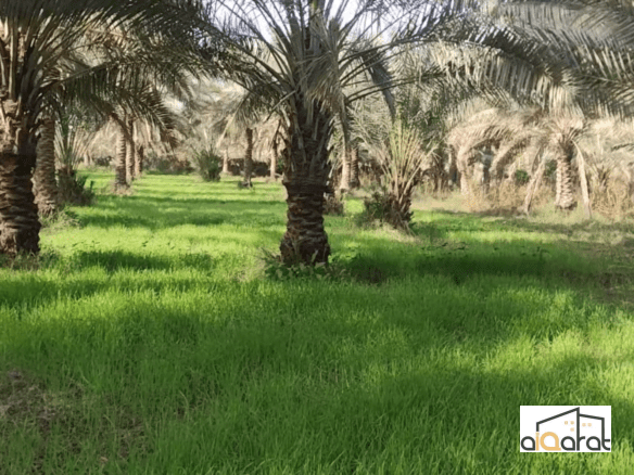 بستان للبيع في كربلاء٬الحسينية (٤دونم) السعر ٤٠٠مليون دينار 3 Screen Shot 2023 12 21 at 3.22.34 PM
