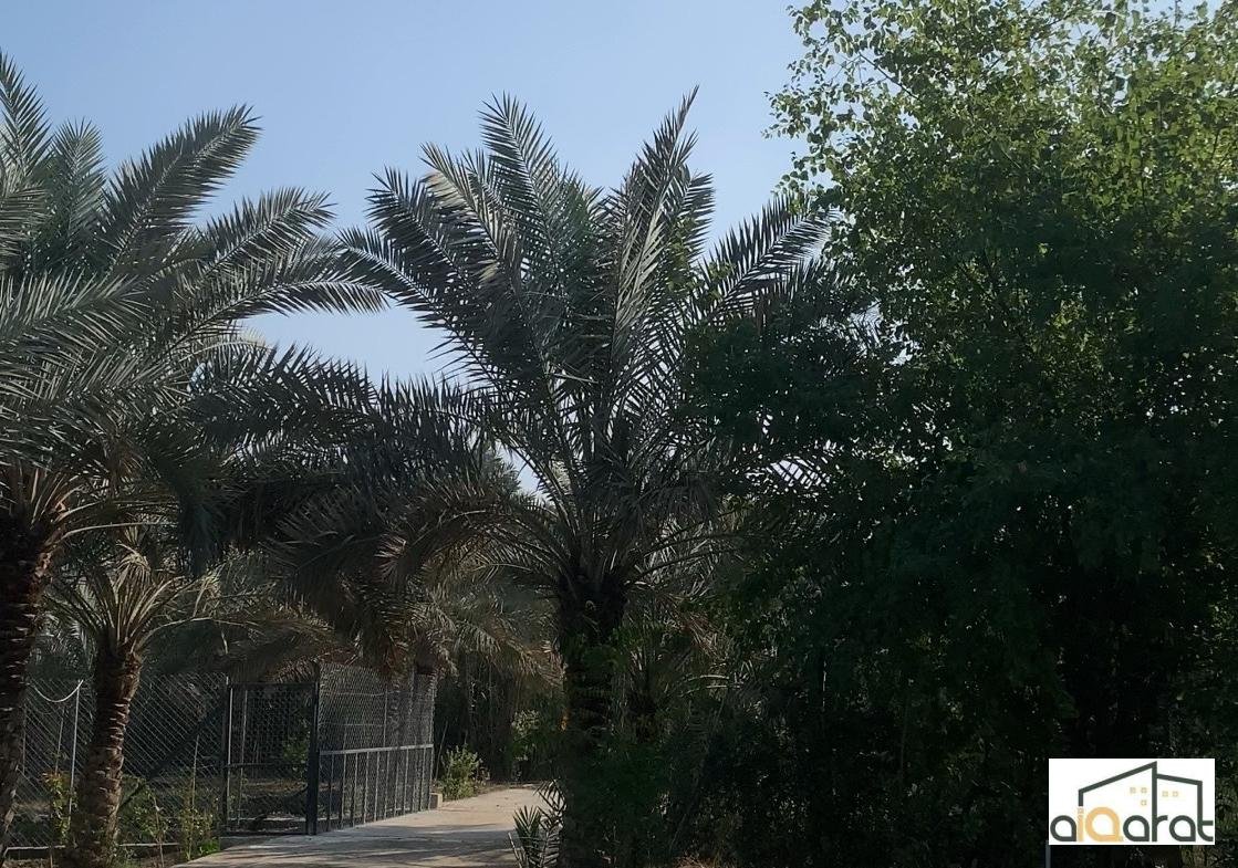 بستان للبيع في البصرة٬شارع البهو(٥٠٠٠م²)السعر ١٬٢٥٠ مليار دينار