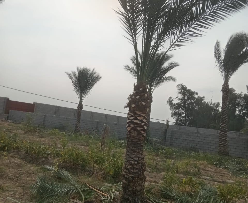 أرض للبيع في ابو غريب- بالقرب من مركز شرطة عكركوف(١دونم) السعر ١٨٠مليون دينار