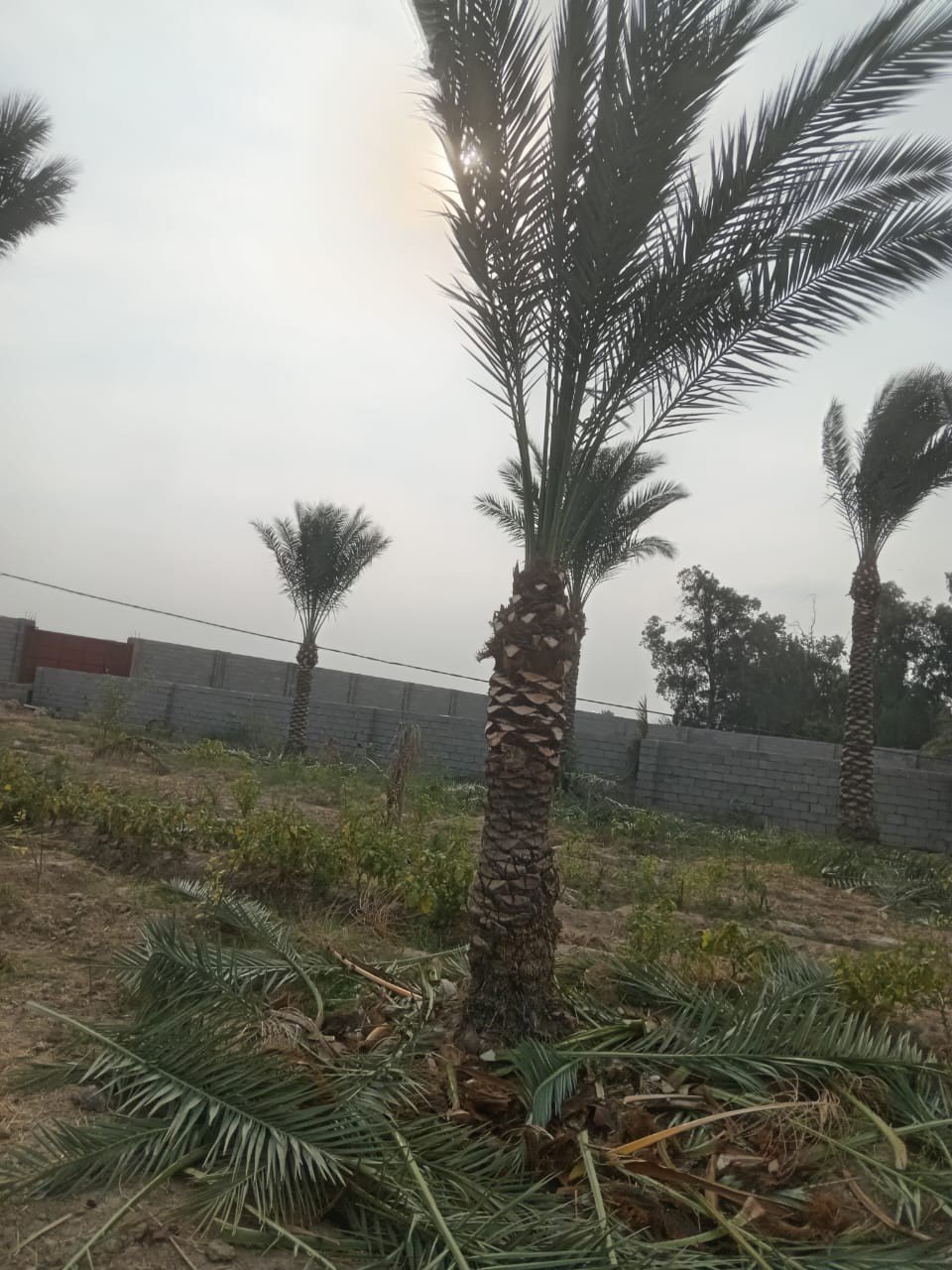 scaled_1000034436 أرض للبيع في ابو غريب- بالقرب من مركز شرطة عكركوف(١دونم) السعر ١٨٠مليون دينار