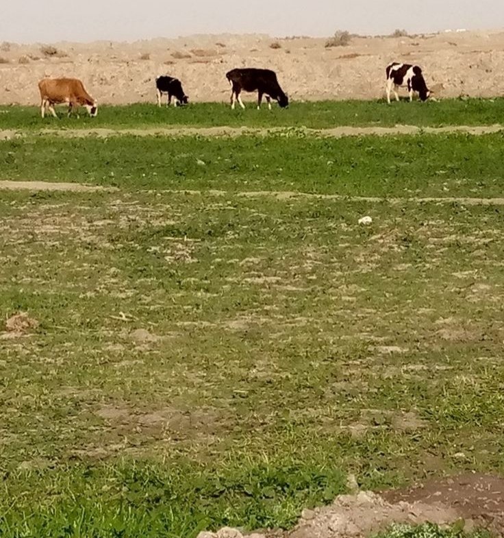 أرض زراعي للبيع في النجف-الحيدرية(١٥ دونم) السعر للدونم ٤مليون دينار