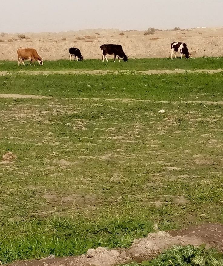 أرض زراعي للبيع في النجف-الحيدرية(١٥ دونم) السعر للدونم ٤مليون دينار