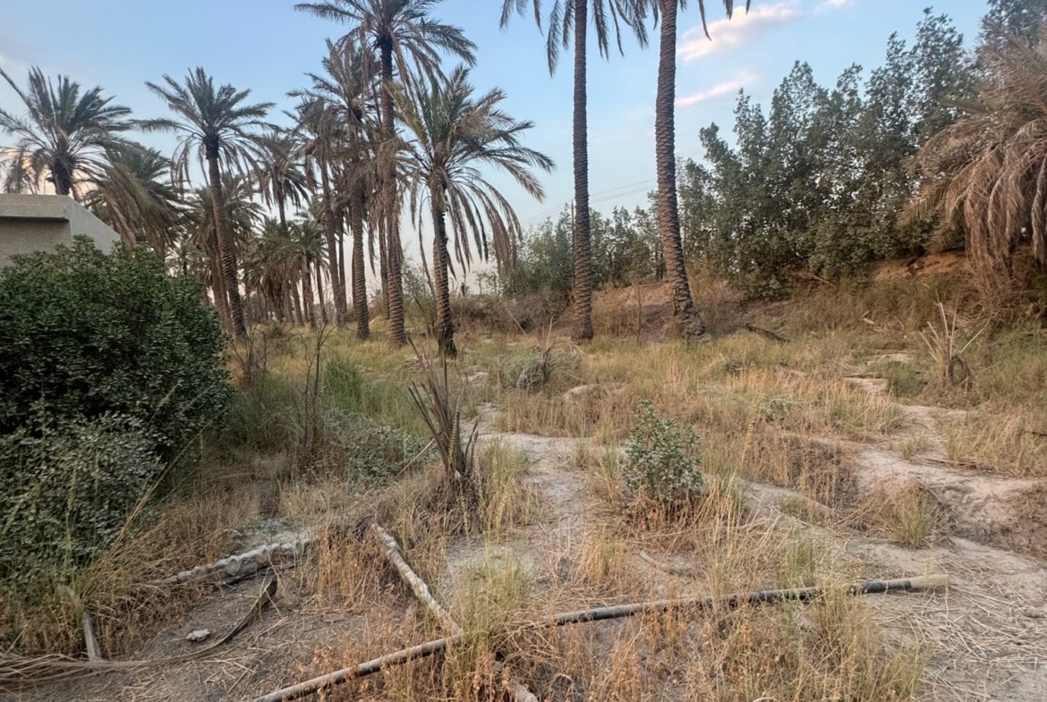 بستان للبيع في جسر ديالى-الكرغولية(دونم) السعر ٤٢٥مليون دينار