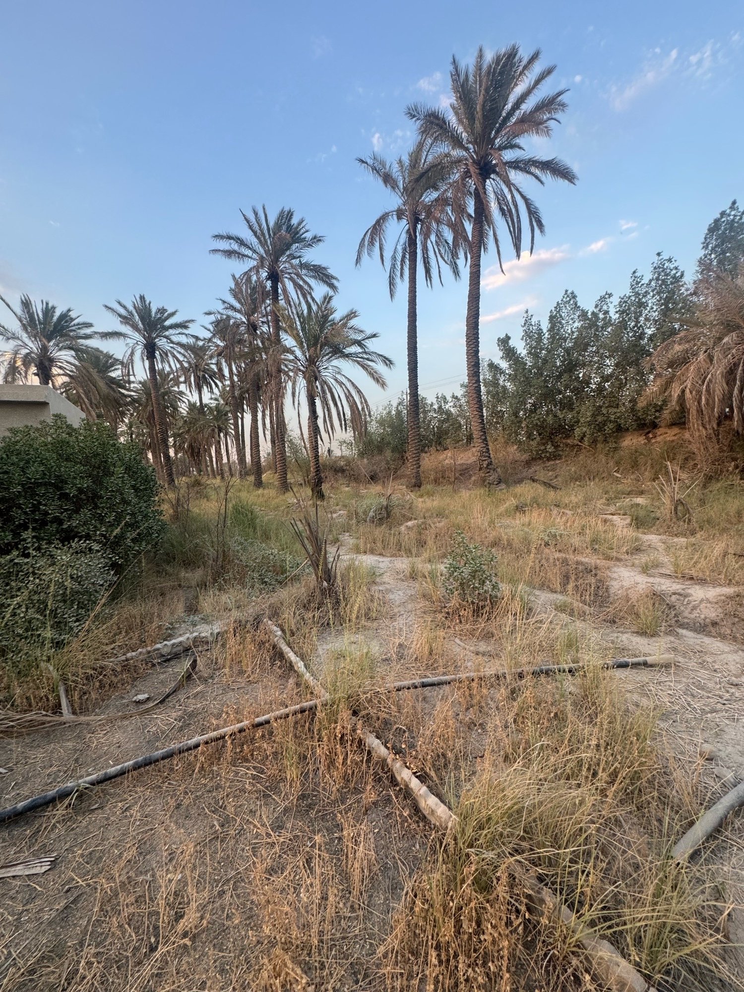 بستان للبيع في جسر ديالى-الكرغولية(دونم) السعر ٤٢٥مليون دينار