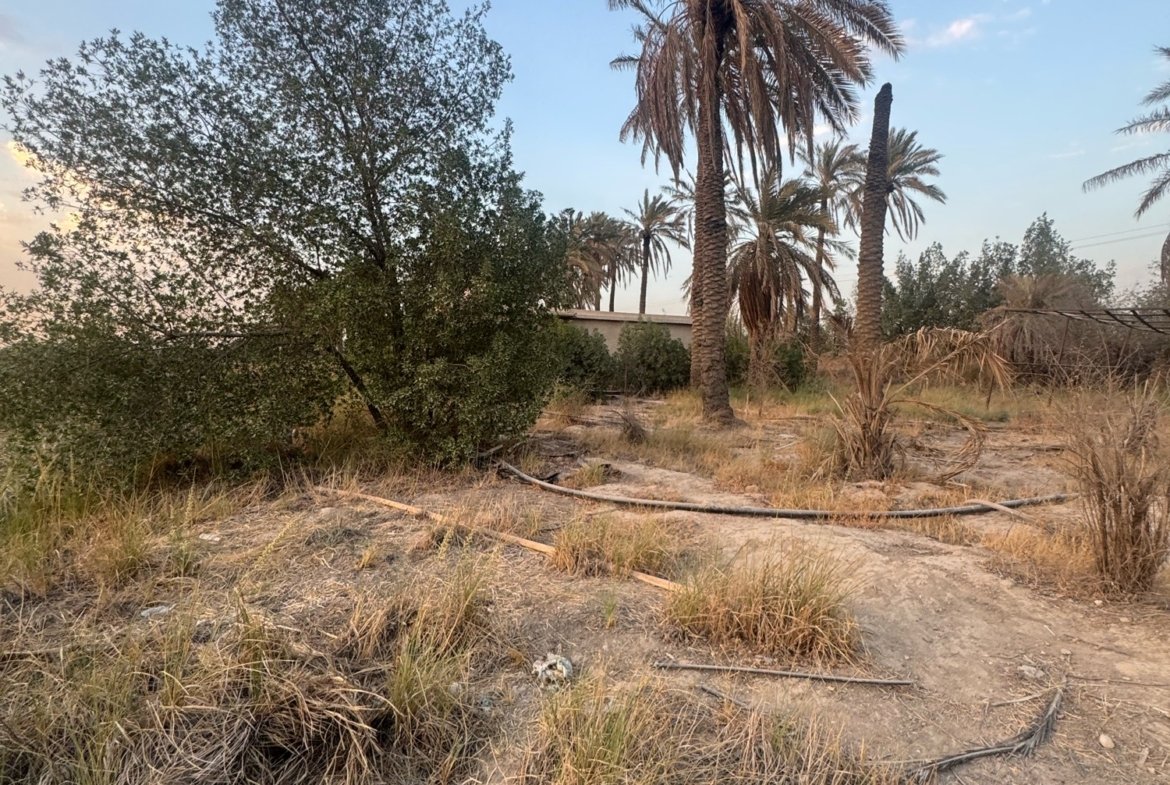 بستان للبيع في جسر ديالى-الكرغولية(دونم) السعر ٤٢٥مليون دينار