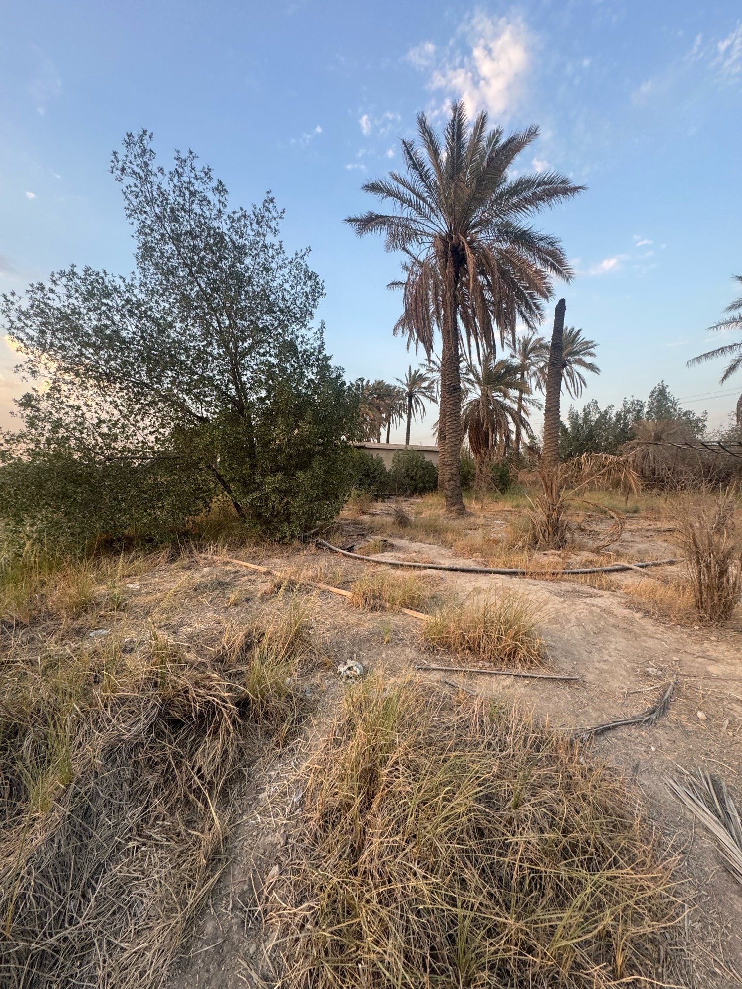 بستان للبيع في جسر ديالى-الكرغولية(دونم) السعر ٤٢٥مليون دينار