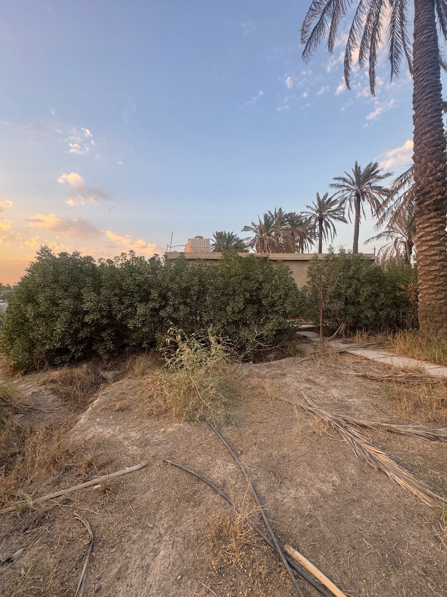 بستان للبيع في جسر ديالى-الكرغولية(دونم) السعر ٤٢٥مليون دينار