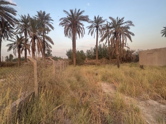 بستان للبيع في جسر ديالى-الكرغولية(دونم) السعر ٤٢٥مليون دينار