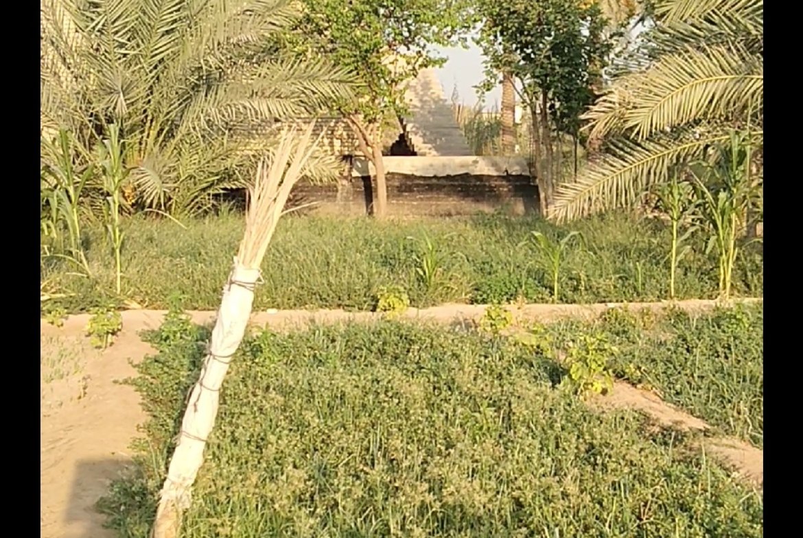 بستان للبيع في كربلاء-الابراهيمية (دونم)السعر ٦٠٠مليون دينار