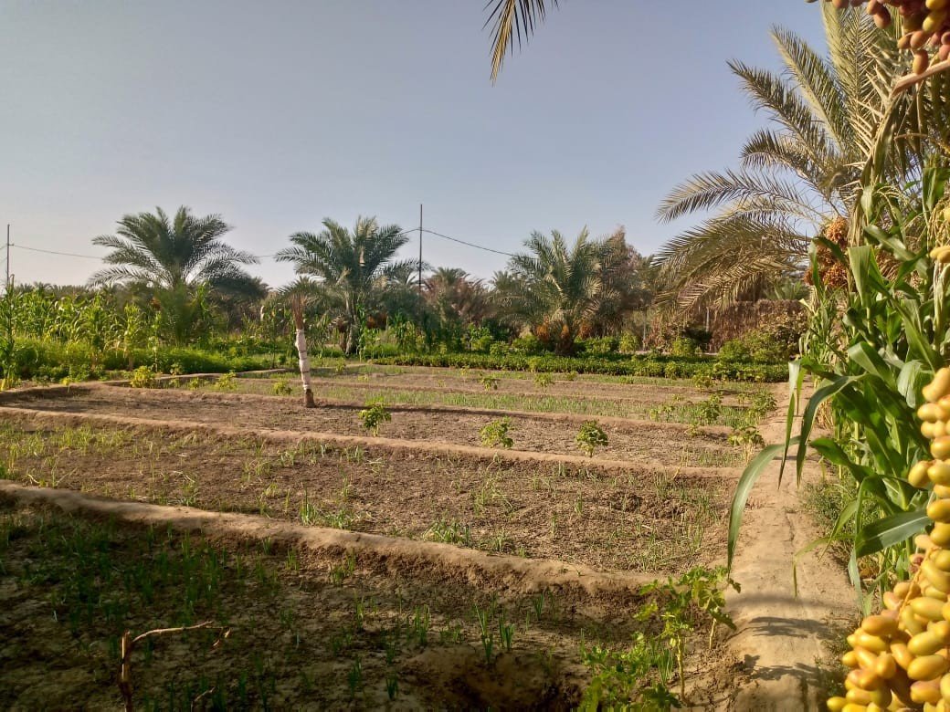بستان للبيع في كربلاء-الابراهيمية (دونم)السعر ٦٠٠مليون دينار