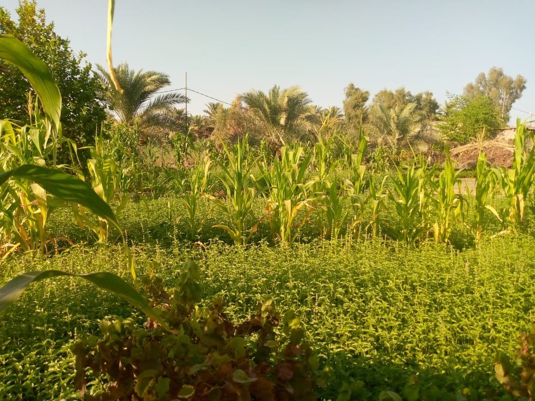 بستان للبيع في كربلاء-الابراهيمية (دونم)السعر ٦٠٠مليون دينار