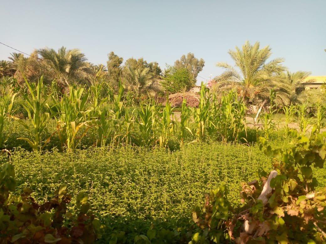 بستان للبيع في كربلاء-الابراهيمية (دونم)السعر ٦٠٠مليون دينار