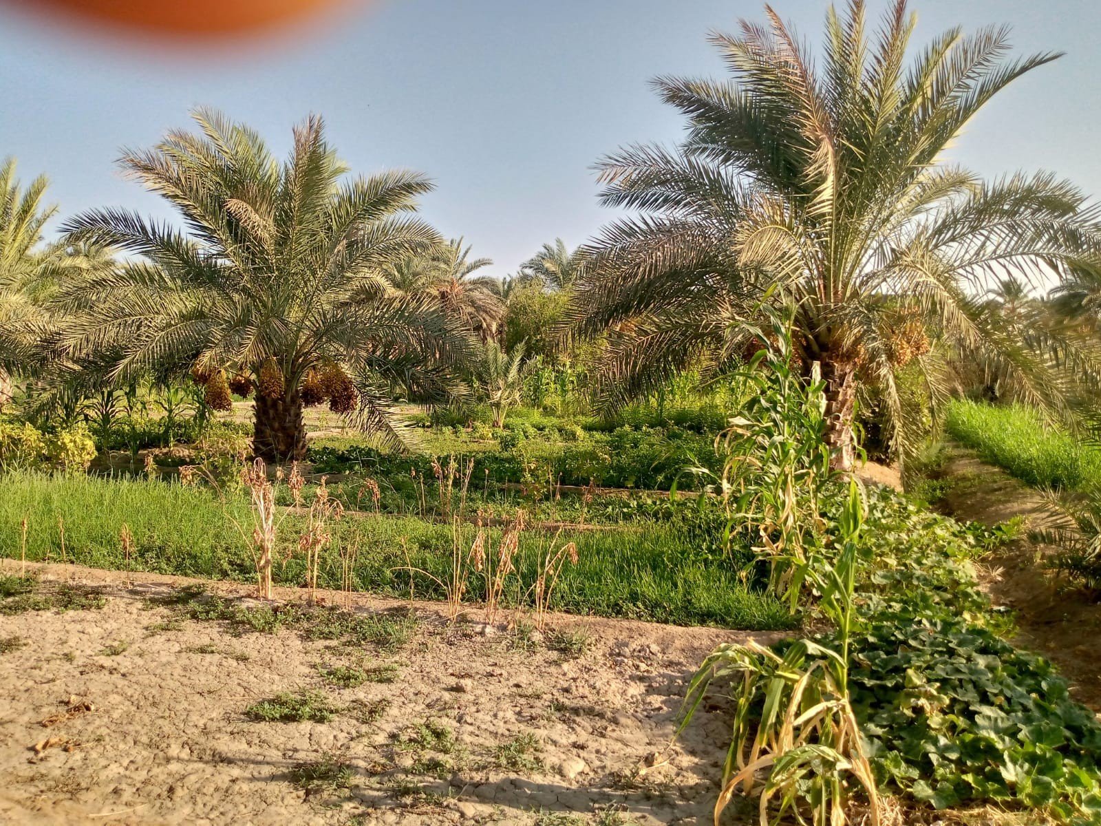بستان للبيع في كربلاء-الابراهيمية (دونم)السعر ٦٠٠مليون دينار